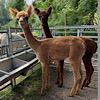 TOFT Nautilus Light Fawn Stud Male standing at TOFT Alpaca Stud